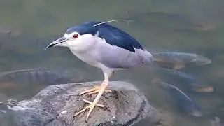 Birds with freshwater fish and turtles in a river