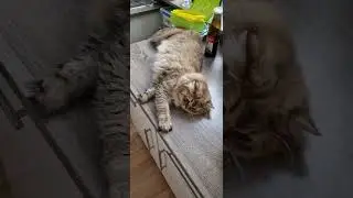 кот британской породы.