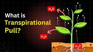 Transpiration pull | What is transpirational pull | Transpiration pull in plants | Biology