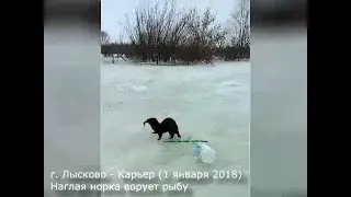 Наглая норка ворует рыбу. г. Лысково-Карьер (01.01.2018)