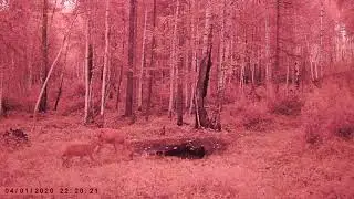 МЕЧЕНАЯ КОСУЛЯ ПРИВЕЛА ИНЗАГАНА