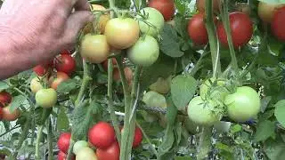 Сорта томатов УНИКАЛЬНЫЙ часть 1