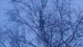 рябчики