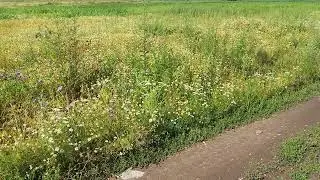 15 июля 2024 г.