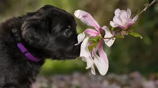 DER Hundefotograf Hovawarte vom Herzen Österreichs C Wurf