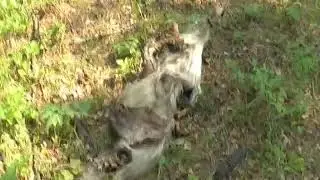 Поход за ранними грибами 2019 Красноярский край