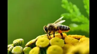 Arılar Poleni Nasıl Toplar ? Kekik Bal Evi / How Do Bees Collect Pollen? / Thyme Honey House