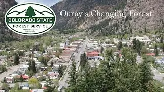 Ouray's Changing Forest