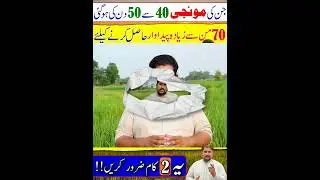 rice fertilizer #rice #shortfeed #shorts