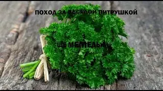Поход зА весёлой петрушкой от (МЕМЕДЬКЫ)