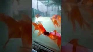 Телескоп красный
