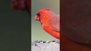 Cardinal Feeding #birds #Birds #Birding #shorts #birdphotography