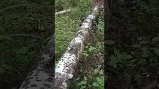 Муравьи в лесу