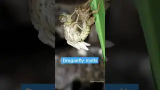 life cycle of dragonfly - dragonfly sheds skin 🥰 | Tropical Forest Bees 