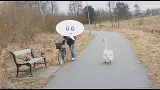 Mute swan, cygnus olor, standing in the middle of a cycle path, makes boy afraid