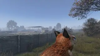 Жарю лисицу на СЗ DayZ Standalone 1.26