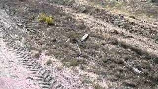 Гадюка (8.05.2013 г., пос. Кирпичное, Ленинградская обл.)