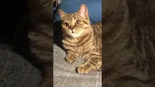 Золотая плюшечка
