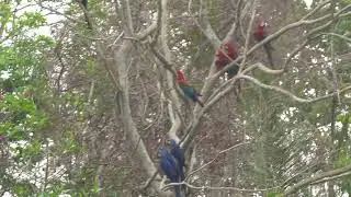 Arara-azul e arara-vermelha juntas em vida livre