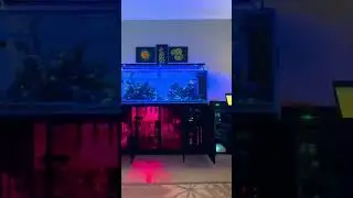 Fish room gets LED corner floor lights!