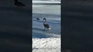Серый лебедь