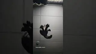 Жопа, а не шортс…