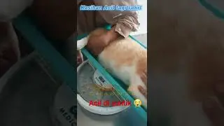Acil disuntik dulu ya #triscamchannel #catlover