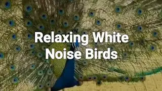 White Noise Birds sound