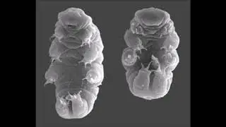 Space Dust Exobiology and Exofossils