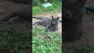 Симба - превратился в деревенского кота драчуна