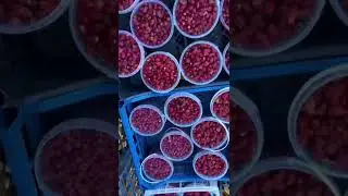 Фрукты Овощи Ягоды Финики Орехи Консервы оптом +79284244490