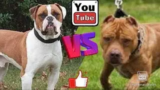 Английский бульдог против Питбуля. English bulldog against Pit bull.