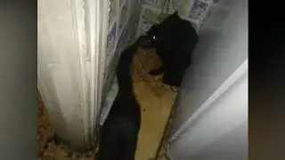 Котопровод