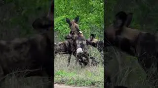 Playful Side of African Painted Dogs