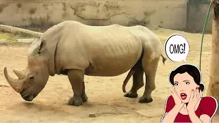 Rhinoceros Animal Funny Videos 2024