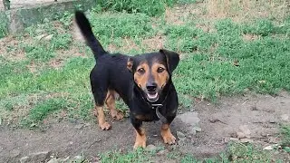 Cute dog walks | Dachshund