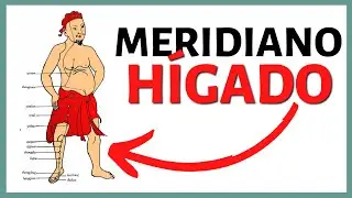 🌲 MERIDIANO HÍGADO 🌲 Recorrido, Función y MÁS  | ☯ 12 Meridianos de Acupuntura ☯