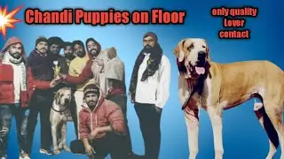 Pakistani Bully puppies for Sale|Best Offer For quality Lover's|Chandi X Roxy D/o king Sharu