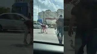 Милота дня 💛💙 Каченят переводять через дорогу у Києві