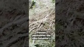 proses penyelamatan ular piton di pindah ke habitat yg lebih aman
