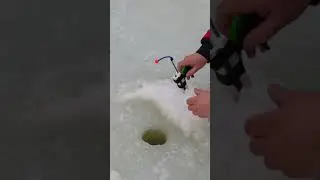 Корюшинная рыбалка в Питере! #fishing #smelt #fish #корюшка #smeltfishing
