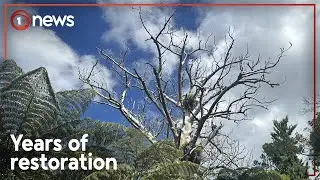 One of Auckland's most picturesque walks is finally open | 1News