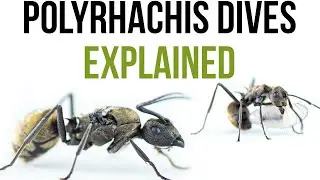 Meet Polyrhachis Dives: everything that you have to know