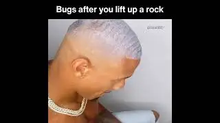 Bugs after you lift up a rock