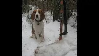 Охота с биглем. Веня. Очередной трофей.