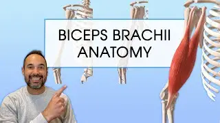Biceps Brachii Anatomy | Expert Physio Overview