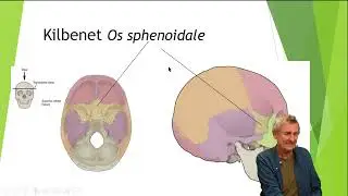 Kraniets  ben