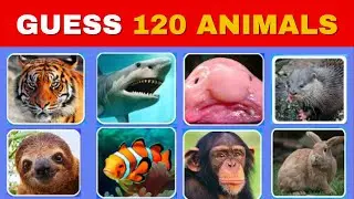 Can You Guess 120 Animals in 3 Seconds? Easy, Medium, Hard, Impossible Levels