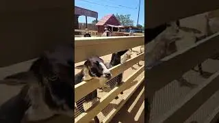 dancing goats#dancing#goat