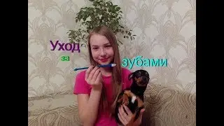 Уход за ЗУБАМИ/часть 2/СНИМАЕМ ЗУБНОЙ КАМЕНЬ/Собака и ЗУБНОЙ КАМЕНЬ/Той-терьер Тайсон.